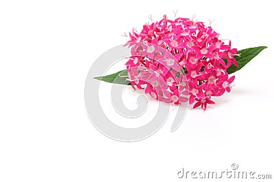 Pentas in a white background Stock Photo