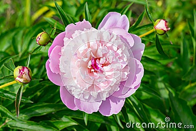 Peone pink flower spring petal blossom. Summer bloom Stock Photo