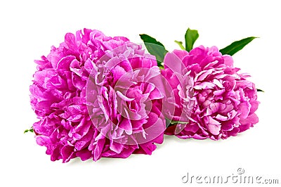 Peonies Stock Photo