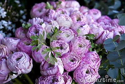 Peonies Stock Photo