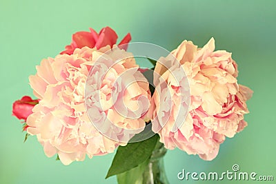 Peonies Stock Photo