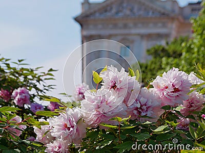Peonies bloom the Burggarten park in Vienna. Pfingstrose Paeonia seasonal spring blossom at the background of Weltmuseum Stock Photo