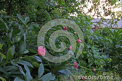 Peonies flourish. Pink pion Stock Photo