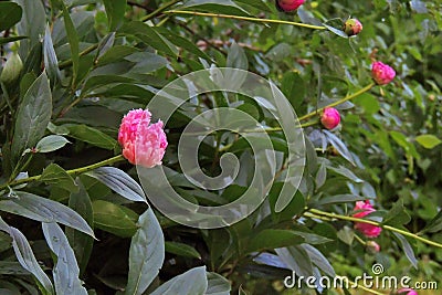 Peonies flourish. Pink pion Stock Photo