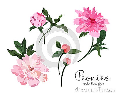 Peonies flowers vector illustration set Cartoon Illustration