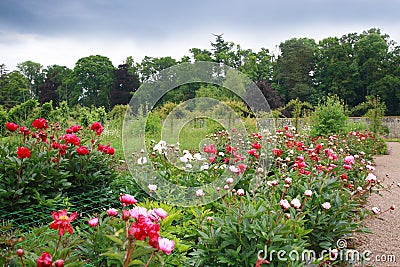 Peonies garden Stock Photo