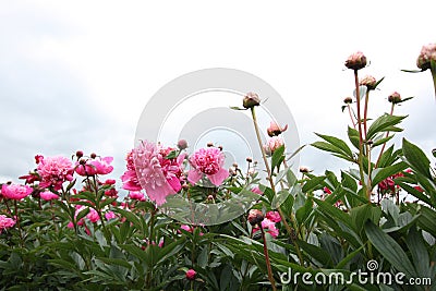 Peonies garden Stock Photo