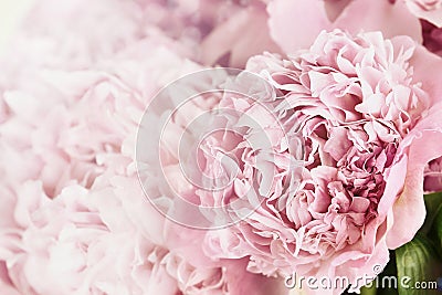 Peonies and Sunlight Stock Photo