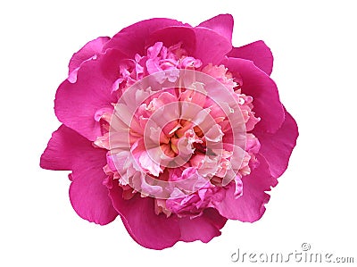 Peony Stock Photo