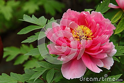 Peony Stock Photo