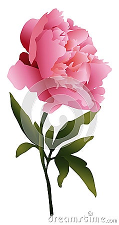 Peony Cartoon Illustration