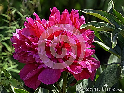 Peony Adolphe Rousseau in British park - London, UK Stock Photo