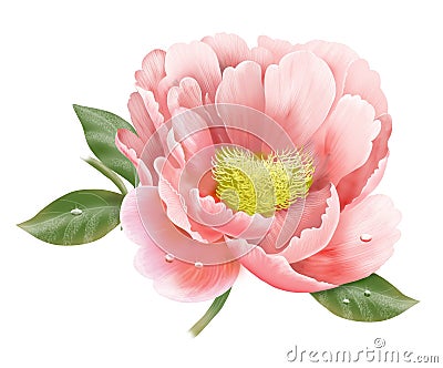 Peony Stock Photo