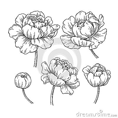 Peony botanical drawing. Vector hand drawn engraved flower set. Vector Illustration