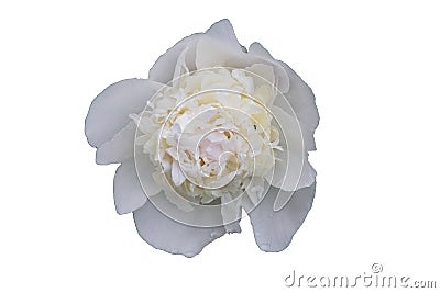 Peony bud closeup. Delicate white and pink petals. Stock Photo