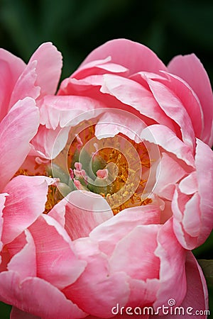 Peony Coral Charm Stock Photo