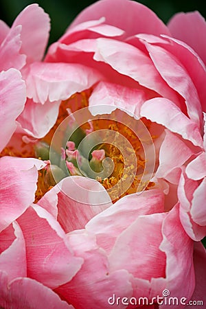 Peony Coral Charm Stock Photo