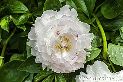 Peony `Eden`s Perfume` Paeonia lactiflora Stock Photo