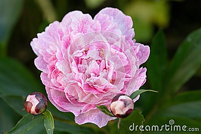 Peony The Fawn. Double pink peony flower. Beautiful pink peony blooms in the garden. Stock Photo