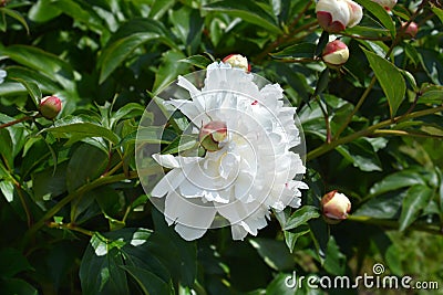 Peony Festiva Maxima Stock Photo