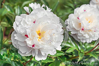 Peony Festiva Maxima is a versatile plant that looks equally great in single and group plantings, and even in cut. Stock Photo