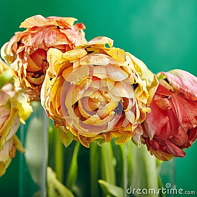 Peony or Finola Double Tulip on Green Background Stock Photo