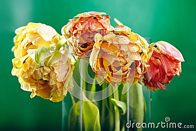 Peony or Finola Double Tulip on Green Background Stock Photo