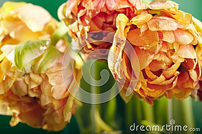 Peony or Finola Double Tulip on Green Background Stock Photo