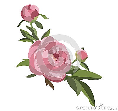 Peony floral composition, three pink flowers with greenery. Wedding card decoration. Romantic background. Vector Illustration