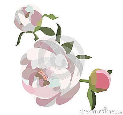 Peony floral composition, three white and pink flowers with greenery. Wedding card decoration. Romantic background. Vector Illustration