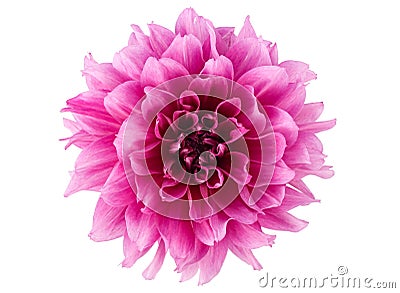 Peony flower Stock Photo