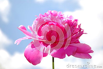 Peony flower Stock Photo