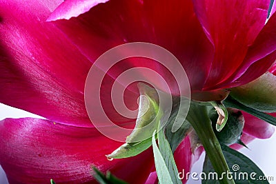 Peony flower back view Stock Photo