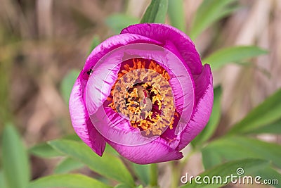 Pink peony wild flower peonies flowers peonie paeonia paeony peon garden wedding yellow bush purple blossom single peonia close up Stock Photo