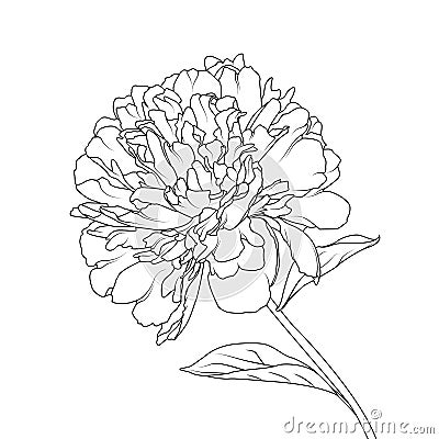 Peony flower head petals stem leaves isolated single object element. Detailed outline sketch drawing. Vector Illustration