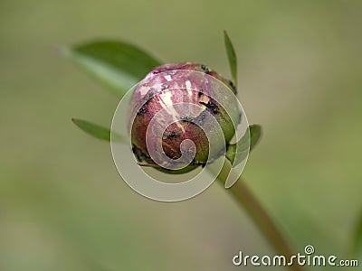 Peony flower infested by ants Stock Photo