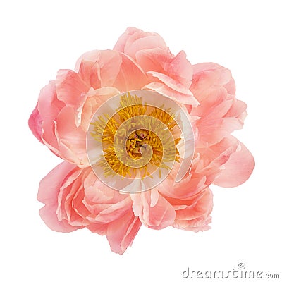 Peony flower Stock Photo