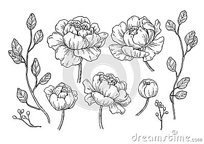 Peony flower and leaves drawing. Vector hand drawn engraved flor Vector Illustration