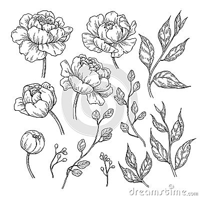 Peony flower and leaves drawing. Vector hand drawn engraved flor Vector Illustration