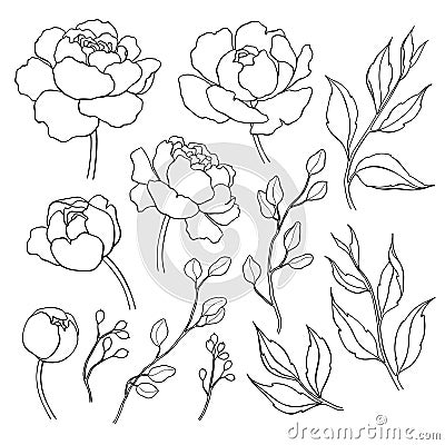 Peony flower and leaves line drawing. Vector hand drawn outline Vector Illustration