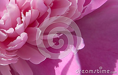 Peony flower Stock Photo