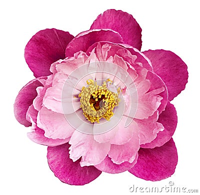 Peony flower pink-crimson on a white isolated background with clipping path. Nature. Closeup no shadows. Stock Photo