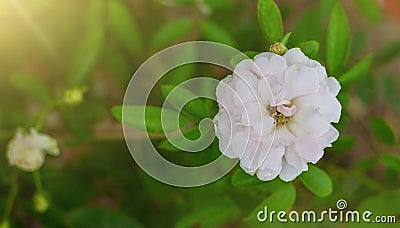 peony flower top view Stock Photo