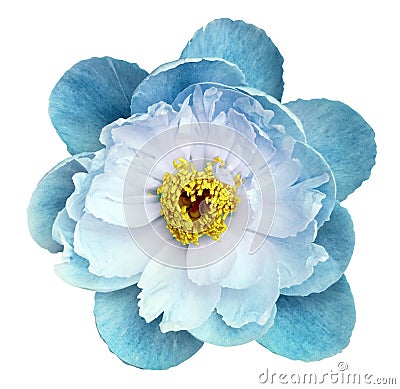 Peony flower turquoise on a white isolated background with clipping path. Nature. Closeup no shadows. Garden Stock Photo