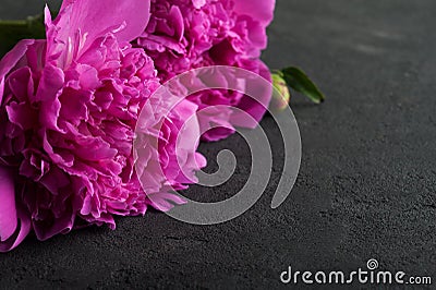 Peony flowers on black Stock Photo