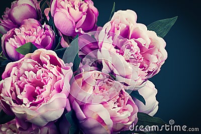 Peony flowers Stock Photo