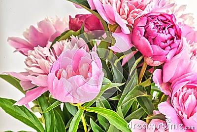 Peony flowers bouquet. Springtime fresh natural composition Stock Photo