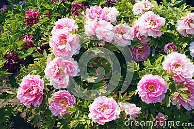 Peony flowers Stock Photo