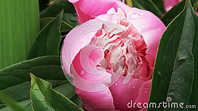 Peony flowers with drop of water after rain. A narrow zone of sharpness. Stock Photo