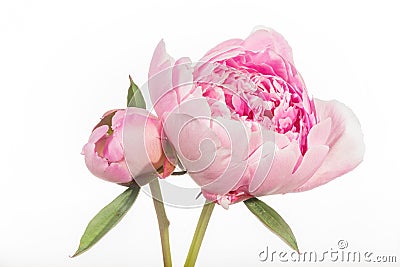 Peony Flowers - Emerging Beauty Stock Photo